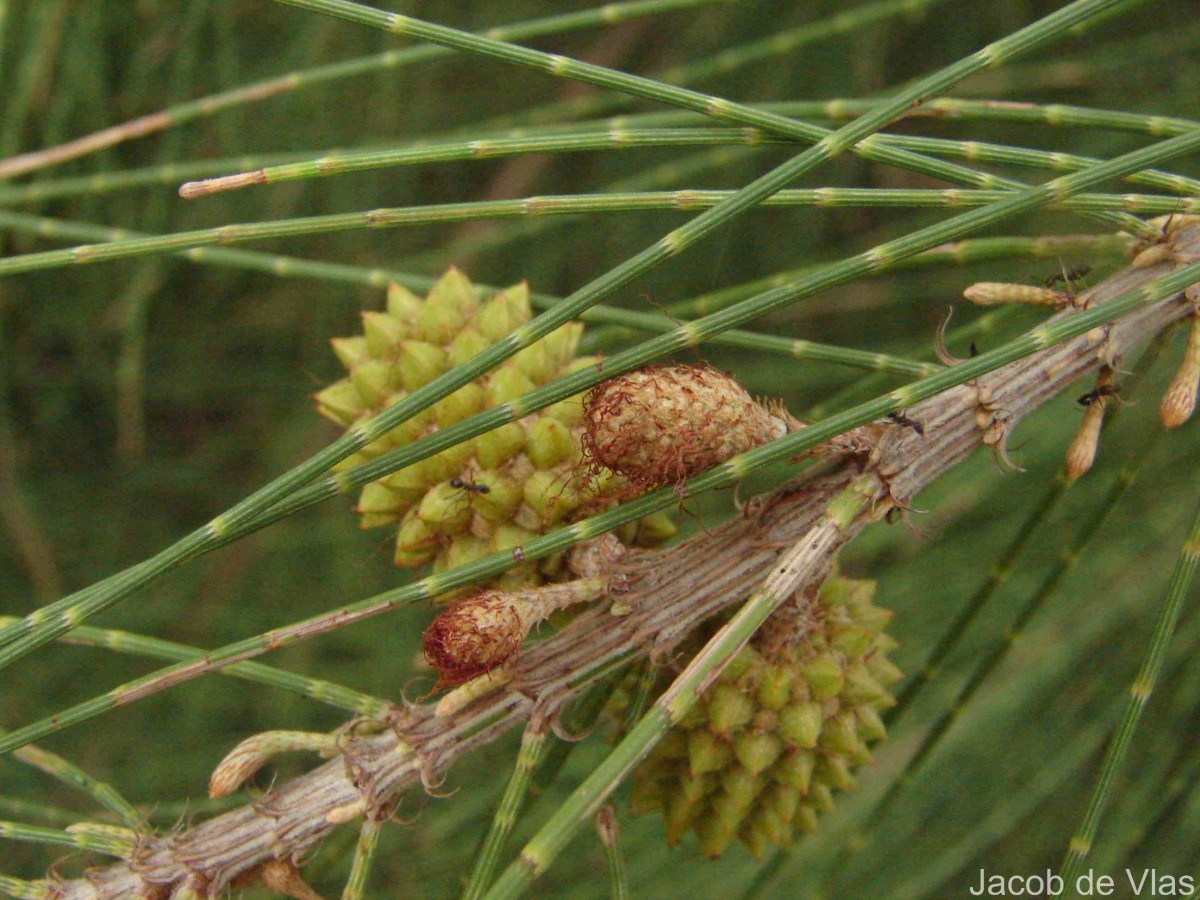 Casuarina equisetifolia L.